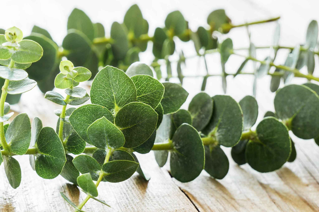 Top 5 Health Benefits of Eucalyptus Oil
